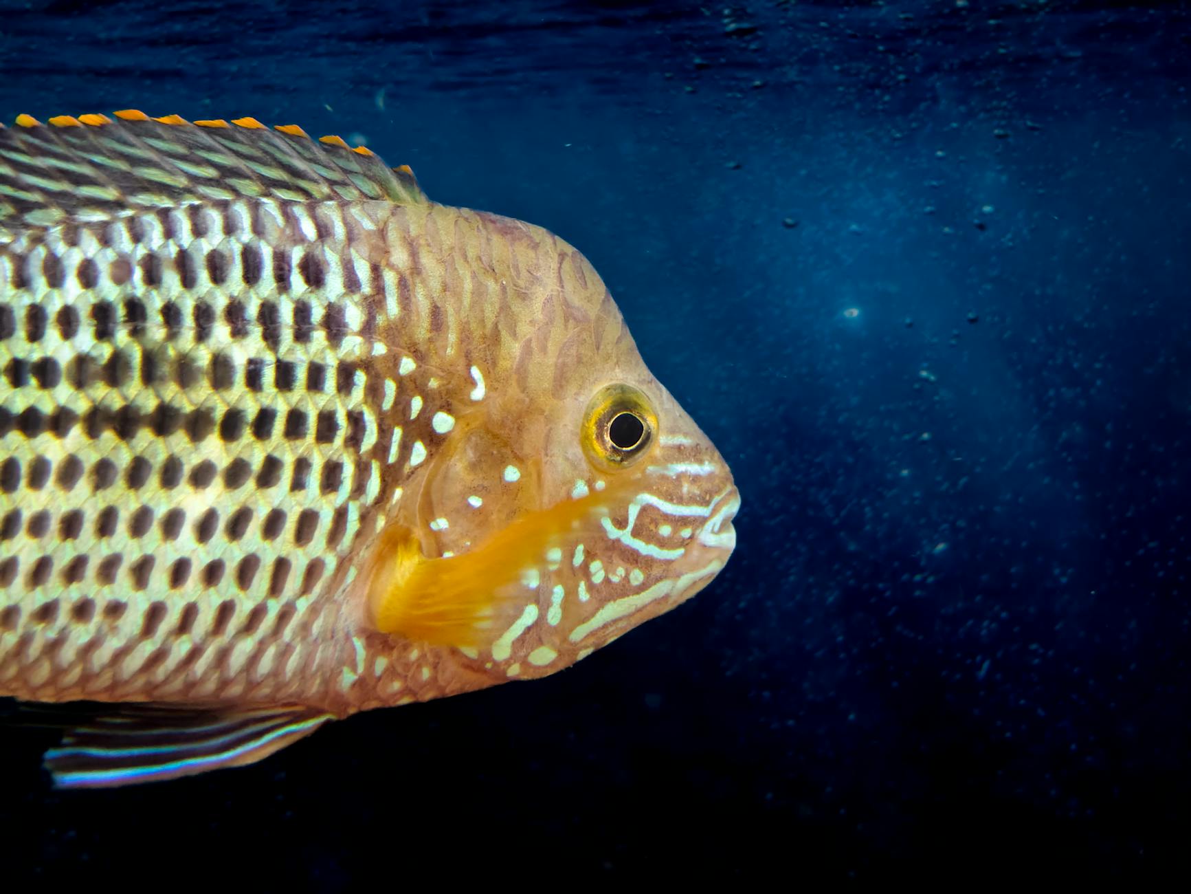 Giao diện game bắn cá với đại dương nhiều sinh vật biển và súng bắn ở cạnh dưới