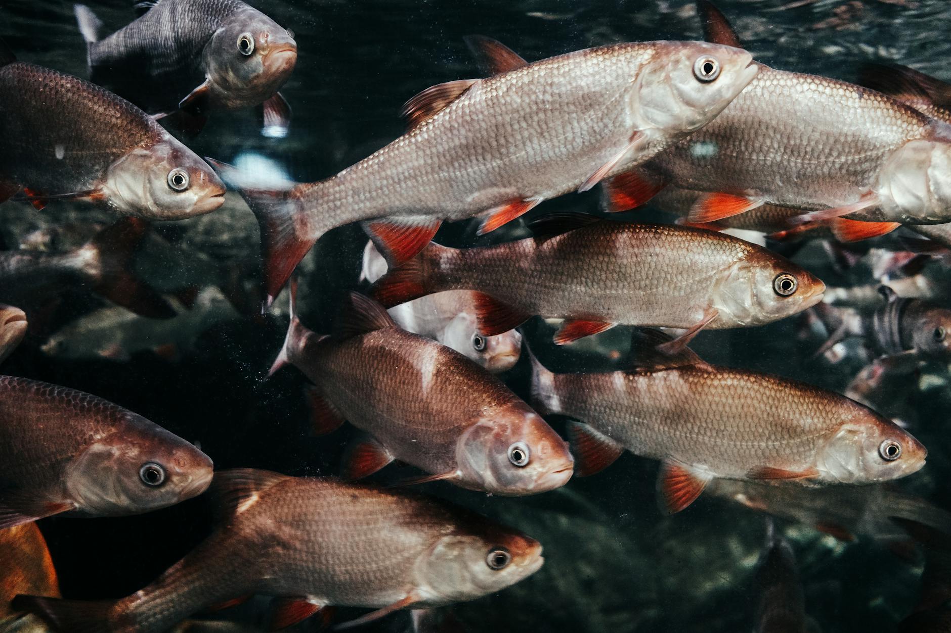 Màn săn cá lớn trong game bắn cá với hiệu ứng hành động dưới biển