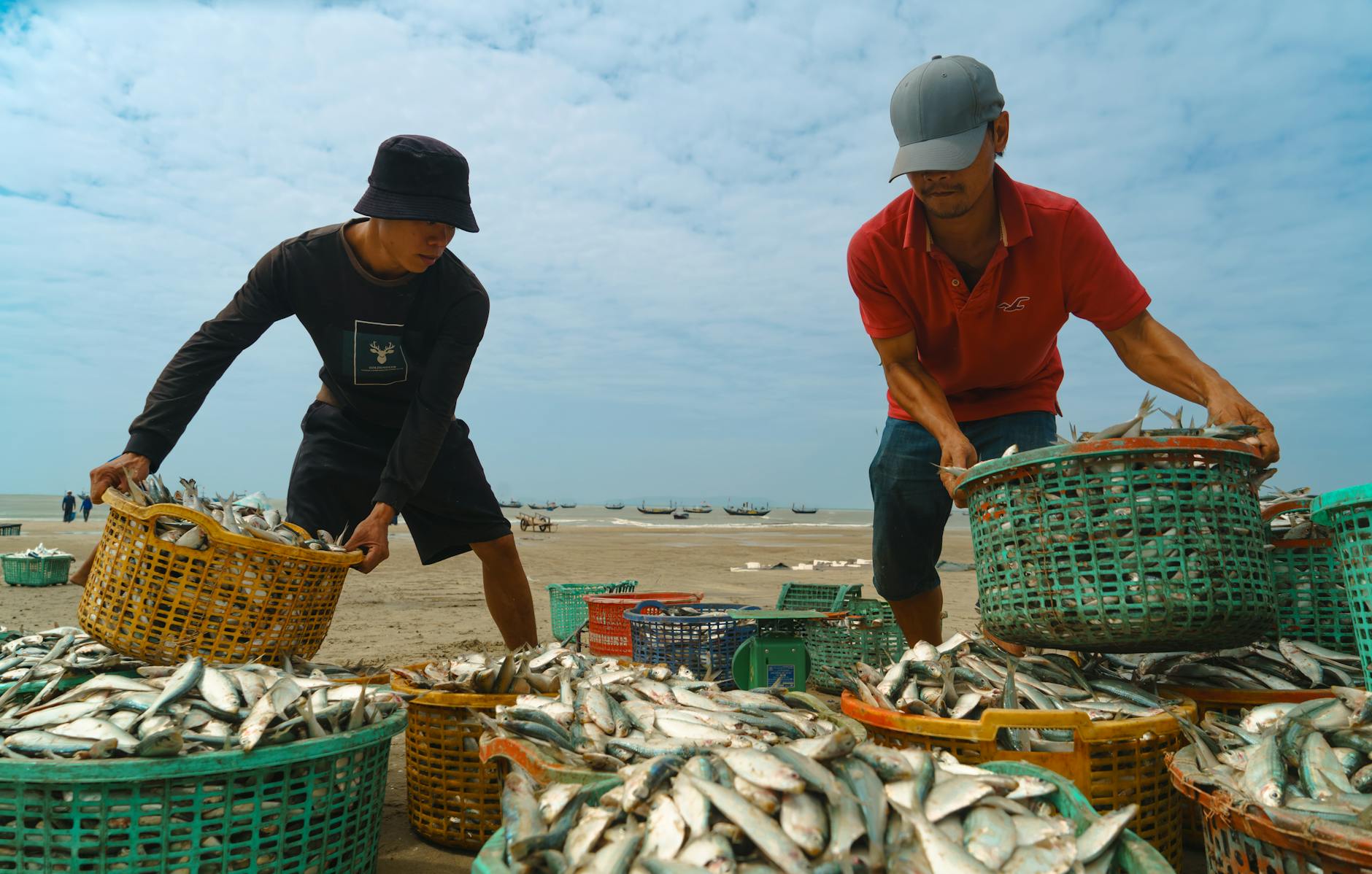 Cụm cá vừa và mục tiêu đặc biệt phù hợp cho màn giữa